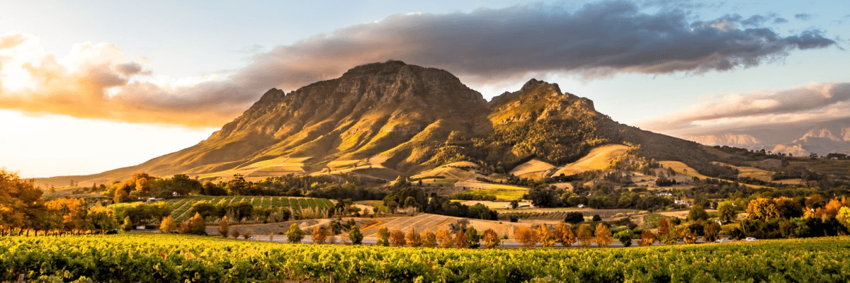 Cuisine, vin et faune en Afrique du Sud - background banner